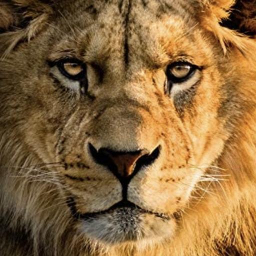 Lionheart