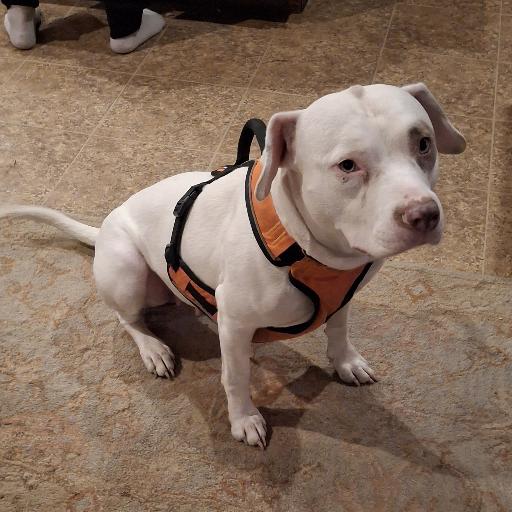 rescue_pup_2