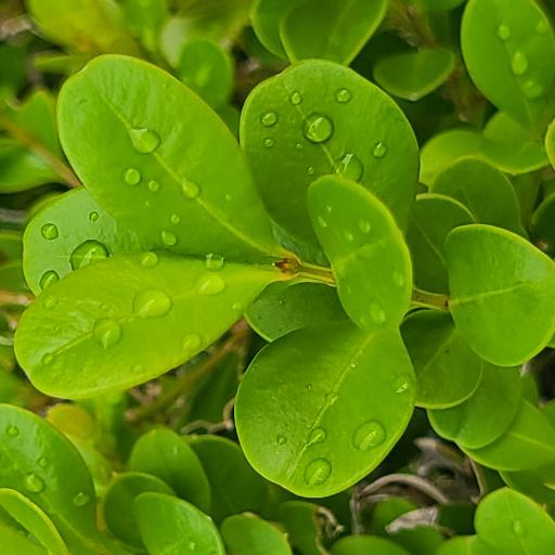 Rainonplant