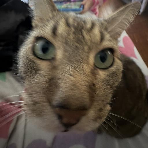 IOWNYOURMOMSHOUSE