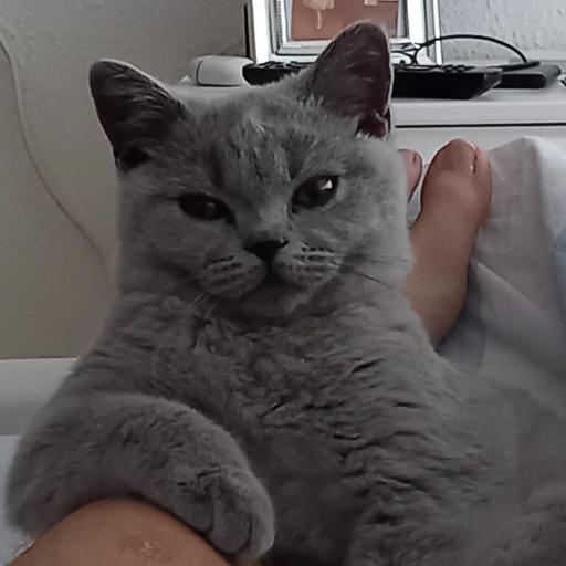 NikkolasCat