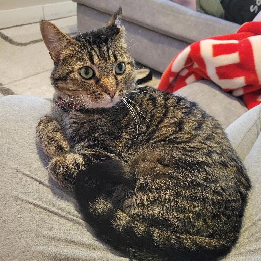 JackalopePantalons