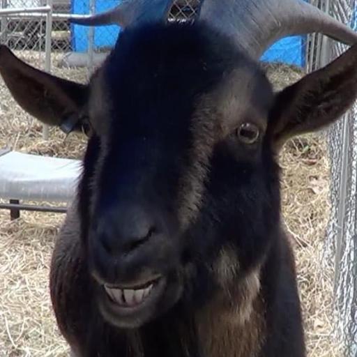 ArmyofGoats