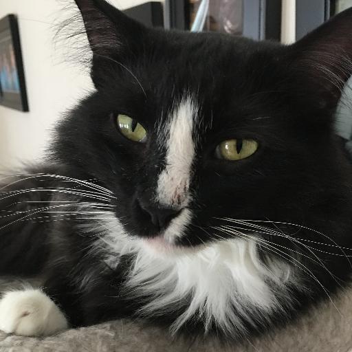 Whencatsmeow