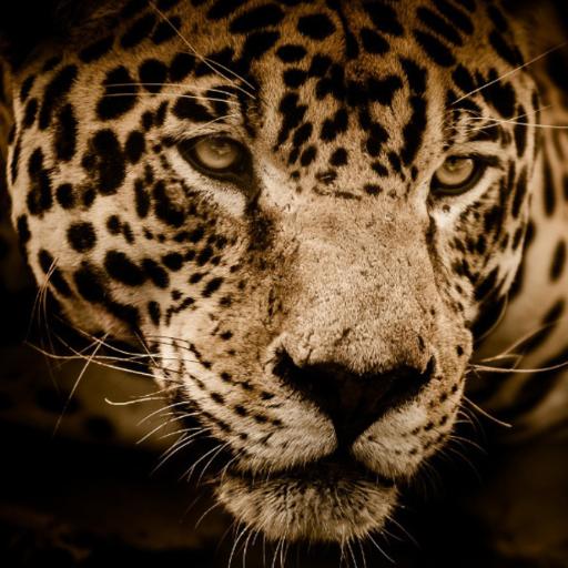 Jaguar2003