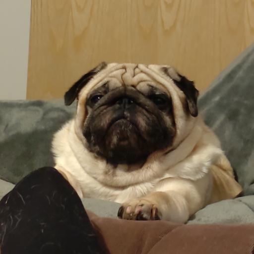 Georgethepug