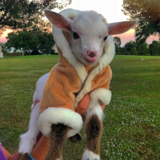 Goatinacoat