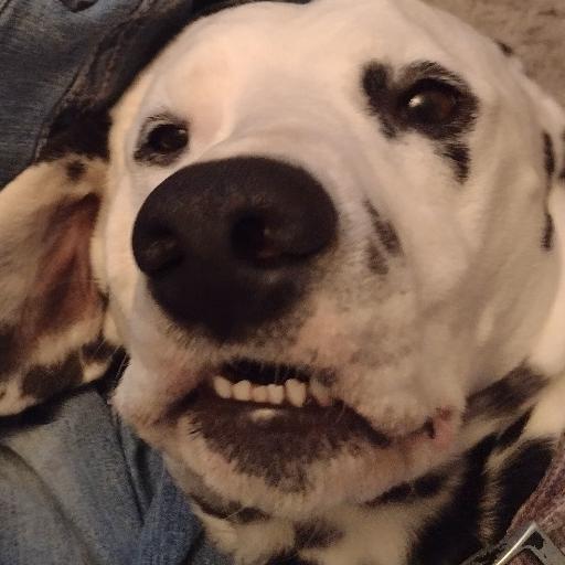 K9RLG