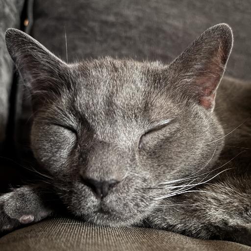 GrayDevil