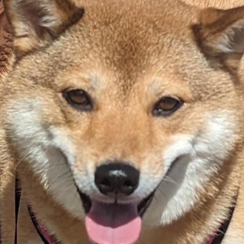 DogeLife