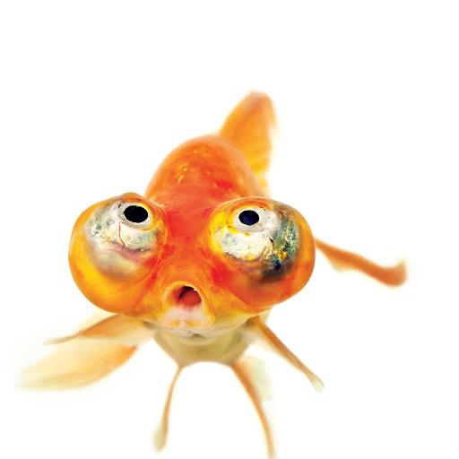 Goldenfishy