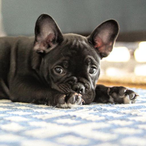 808Frenchie