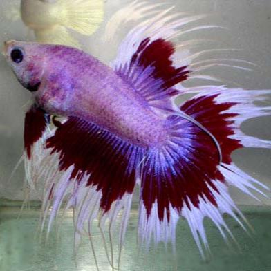 GlubGlubGlub