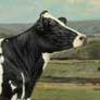 milkmaster