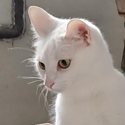 Todschi