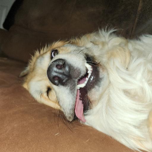 doggo111