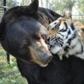 bearlyco