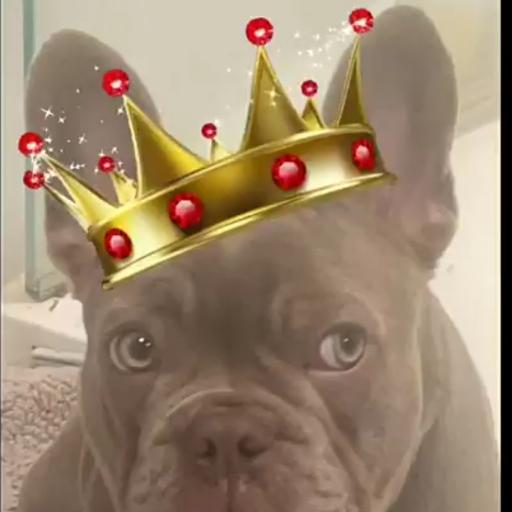 MAFK_KingToby