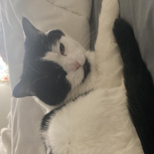 Pandacat