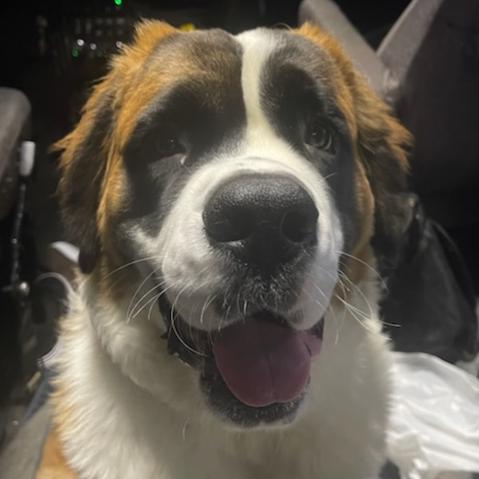 Shibanair