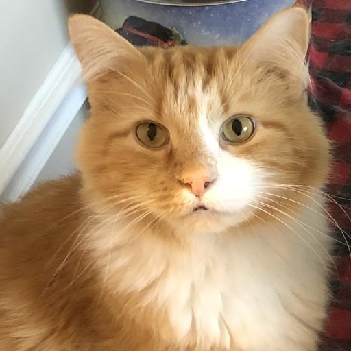 Pawpawbear