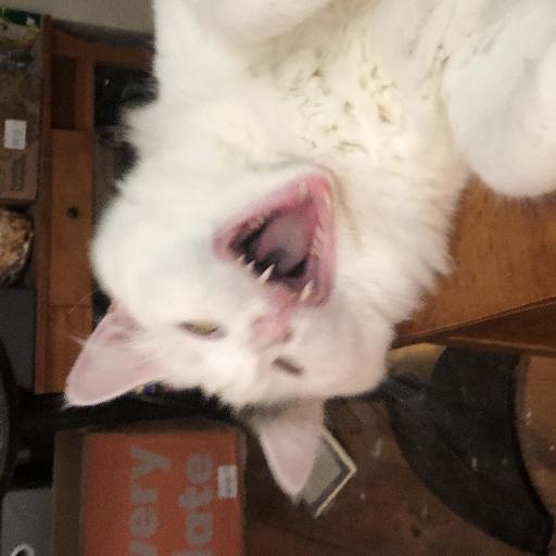 EllieFer