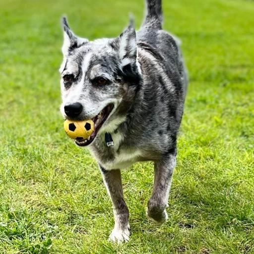 TobySilas