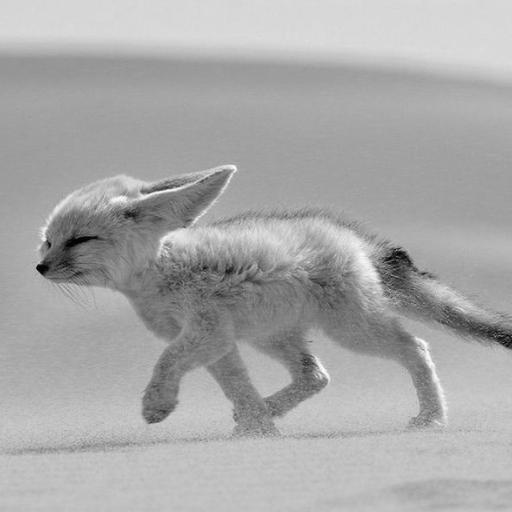 DesertFox69