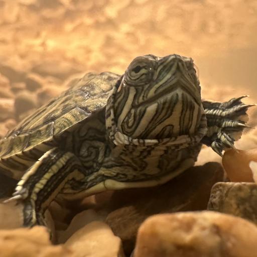 Turtleman71