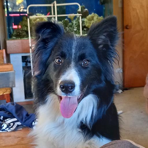 DozyDeb