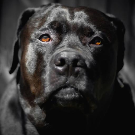JackDogCenter