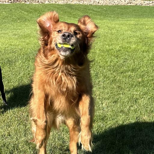 Luke_the_dog