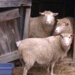 BBaaaaahhhh