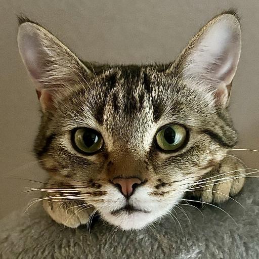 Nekomeow