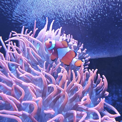Xatharis