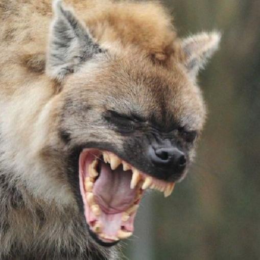 Theyeenagenda