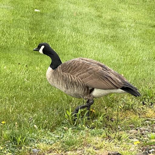 Honkzilla