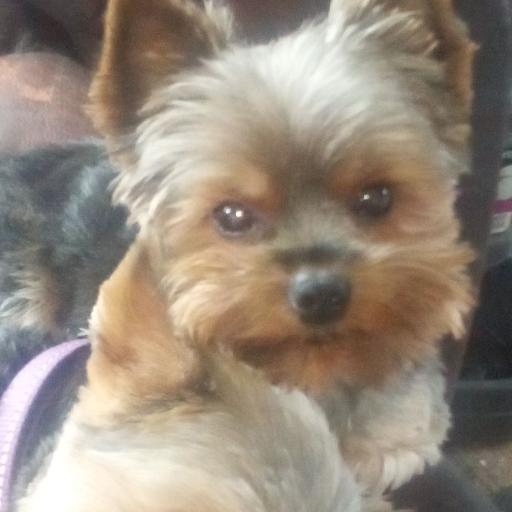 Yorkies_R_US