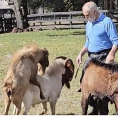 thegoatfarms