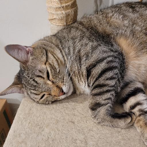 CatMom3