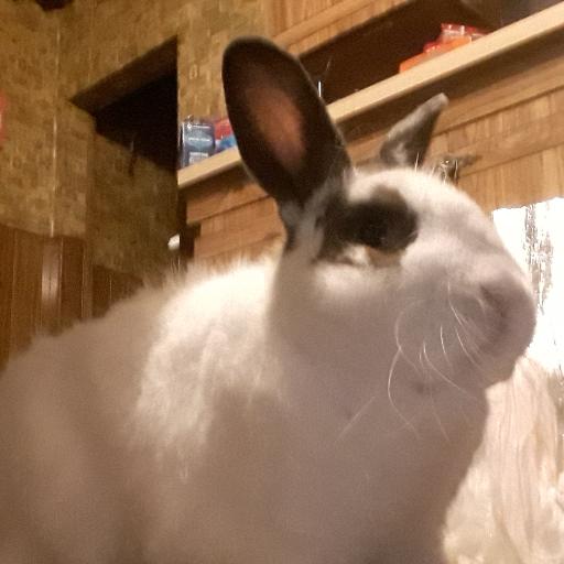 hareball