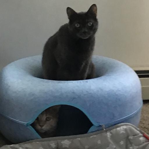 Kingweeniehutjr