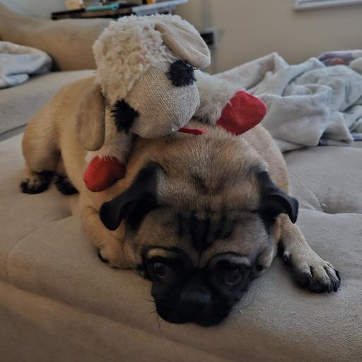 MaggiePug