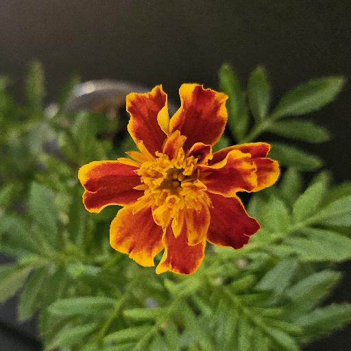 Tigger28