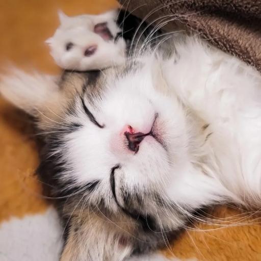 Nyangrila