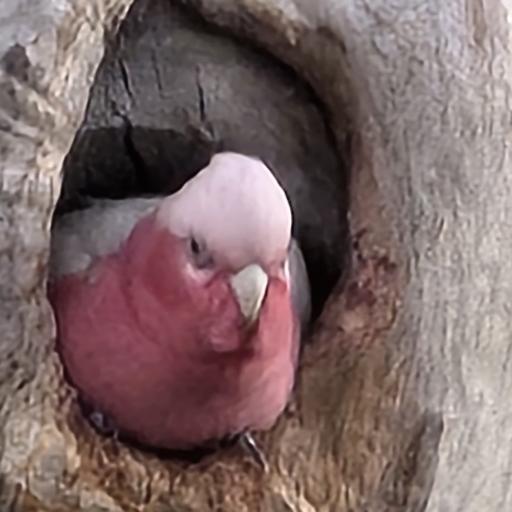 flaminglar