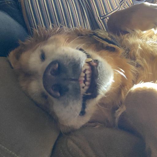 Bigox