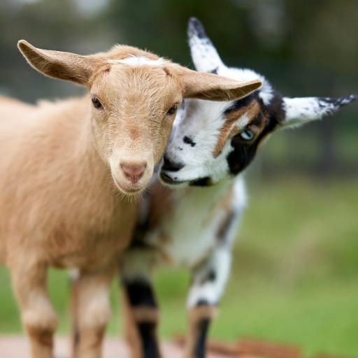 Ilovegoats