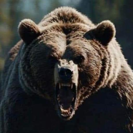 Dawgsfan406