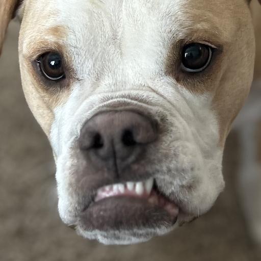 BulldogLandia